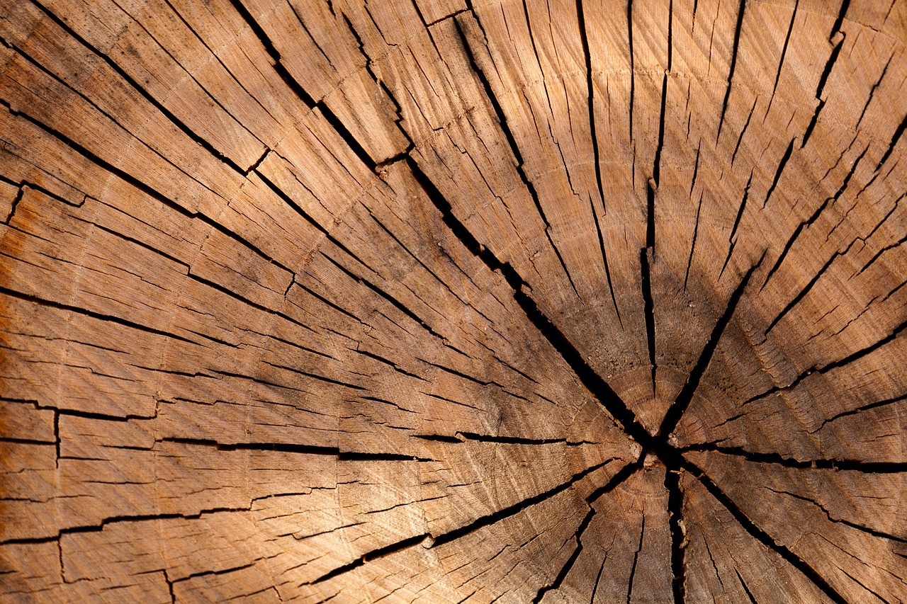 Pistoia riunisce oltre 120 esperti mondiali nella filiera foresta-legno.