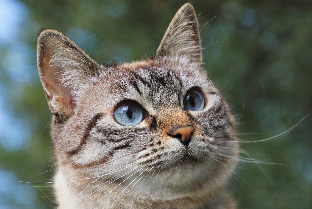 Riassumi questo titolo tra 55 e 65 caratteri Gatto rapito ad Arezzo, il proprietario lancia un appello - gonews.it