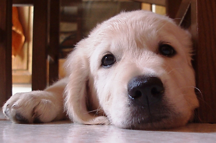 Ricerchiamo famiglie affidatarie per cani guida e da allerta medica - Gazzettino del Chianti