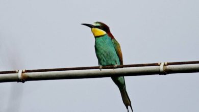 Weekend dedicato ad Eurobirdwatch all'Oasi Lipu e ai Bozi di Saudino - Spezia