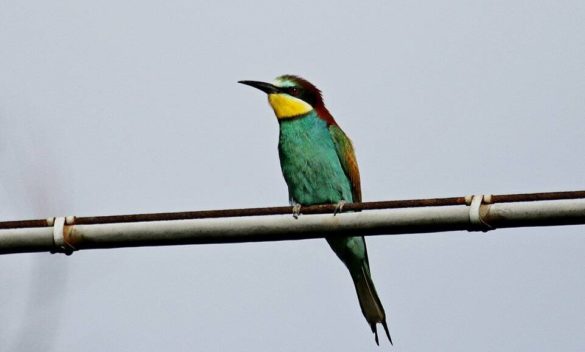 Weekend dedicato ad Eurobirdwatch all'Oasi Lipu e ai Bozi di Saudino - Spezia