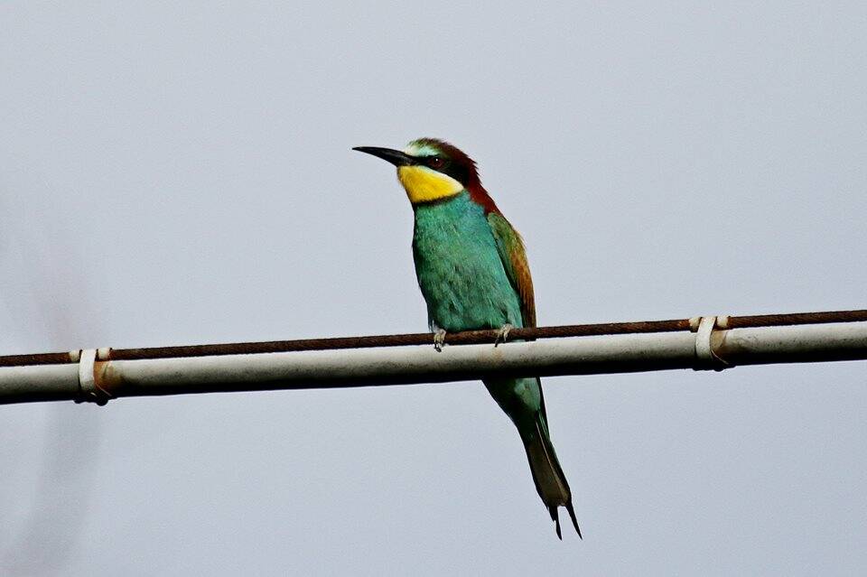 Weekend dedicato ad Eurobirdwatch all'Oasi Lipu e ai Bozi di Saudino - Spezia