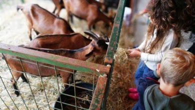 Ritorna la Fiera dell'Antella, fattoria e mercato contadino all'aperto.