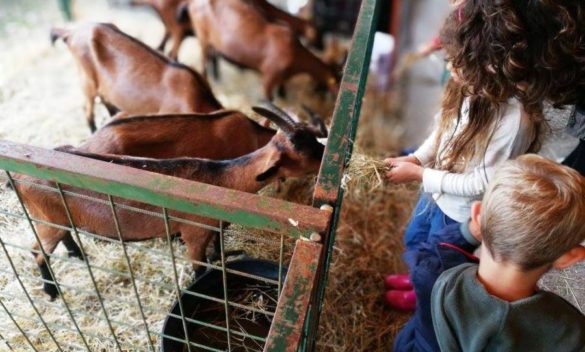 Ritorna la Fiera dell'Antella, fattoria e mercato contadino all'aperto.