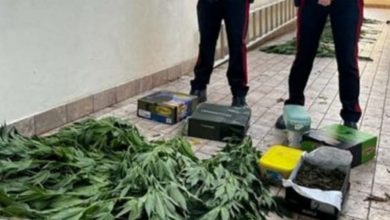 Un 26enne di Pontasserchio arrestato per coltivazione e possesso di cannabis.