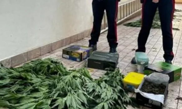 Un 26enne di Pontasserchio arrestato per coltivazione e possesso di cannabis.
