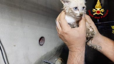 I Vigili del Fuoco salvano un gattino intrappolato in un tubo di scarico