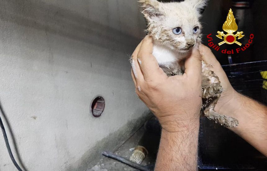 I Vigili del Fuoco salvano un gattino intrappolato in un tubo di scarico