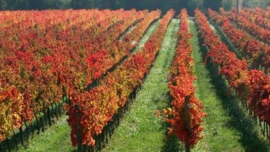 Vini d’Italia 2024, 17 vini dell'Umbria premiati con i 'tre bicchieri' secondo Gambero Rosso.