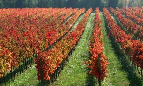 Vini d’Italia 2024, 17 vini dell'Umbria premiati con i 'tre bicchieri' secondo Gambero Rosso.