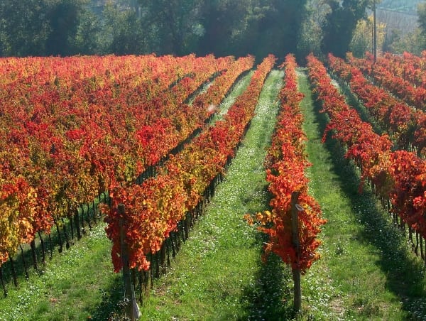 Vini d’Italia 2024, 17 vini dell'Umbria premiati con i 'tre bicchieri' secondo Gambero Rosso.