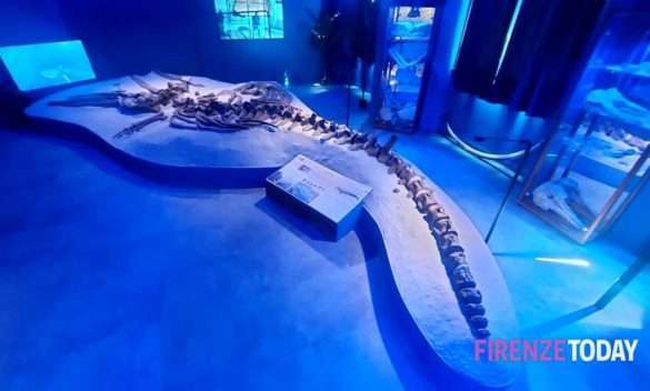 Nuova sala balena fossile: la più completa d'Europa