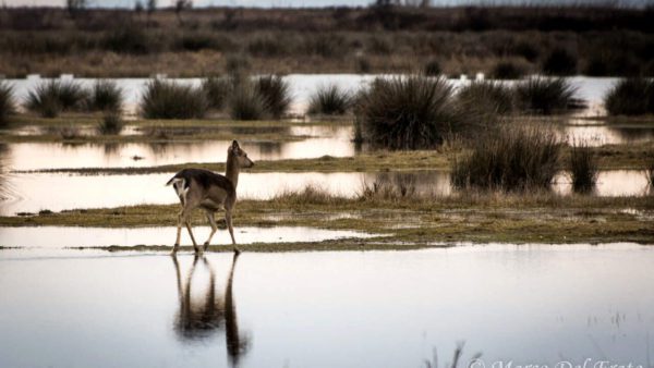 Studio internazionale su mammiferi coinvolge Parco San Rossore