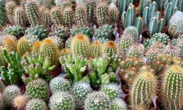 Torna Show Cactus: aretino riabbraccia le piante grasse
