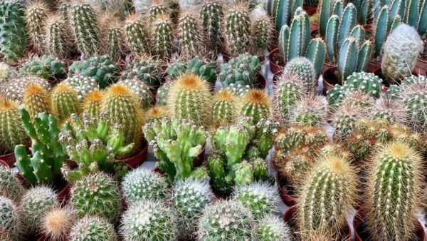 Torna Show Cactus: aretino riabbraccia le piante grasse