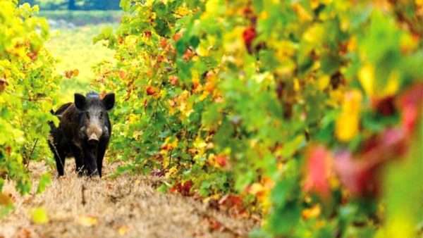 Allarme per danni agricoltura a Castiglion Fiorentino: clima e cinghiali in causa