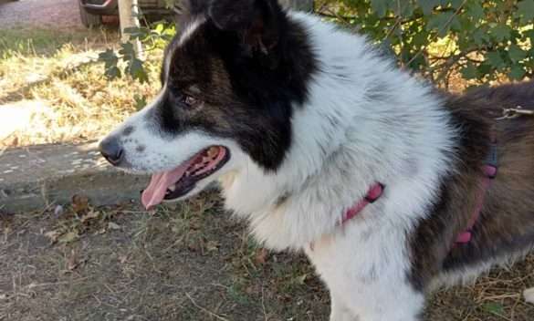 Bubu, il cagnolino di Tiziano Birra, trova una famiglia: addio al canile!