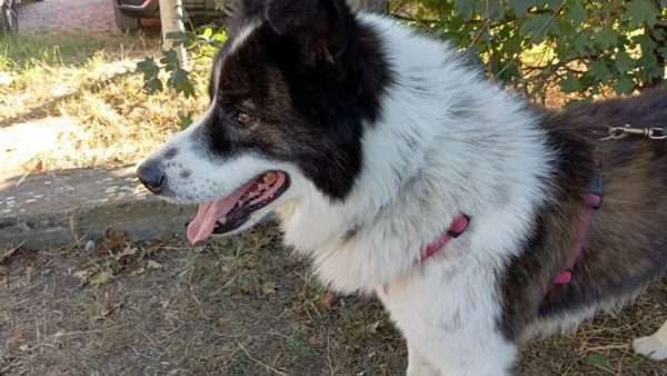 Bubu, il cagnolino di Tiziano Birra, trova una famiglia: addio al canile!