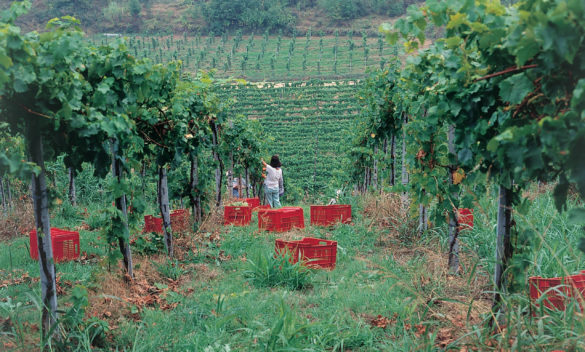 23 vini delle Marche ottengono i Tre Bicchieri dal Gambero Rosso - CentroPagina.