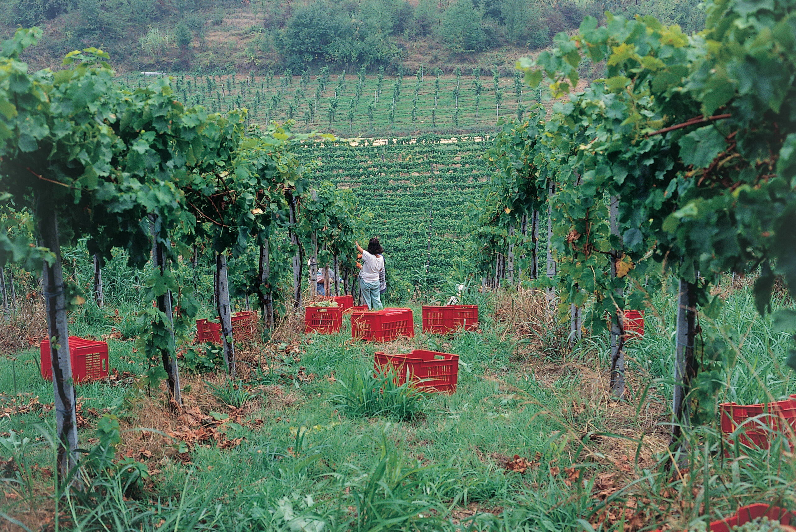 23 vini delle Marche ottengono i Tre Bicchieri dal Gambero Rosso - CentroPagina.