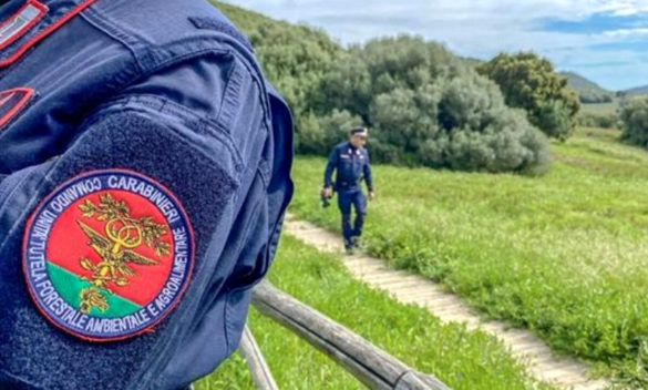 62enne denunciato per incendio doloso, distrutti 5mila m² di macchia.