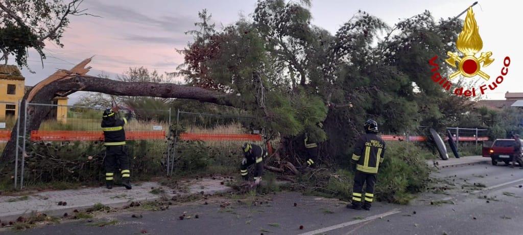 Guasticce, paura per albero caduto strada provinciale
