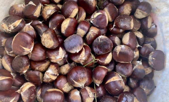 Bassa produzione di castagne in Toscana a causa del clima - intoscana