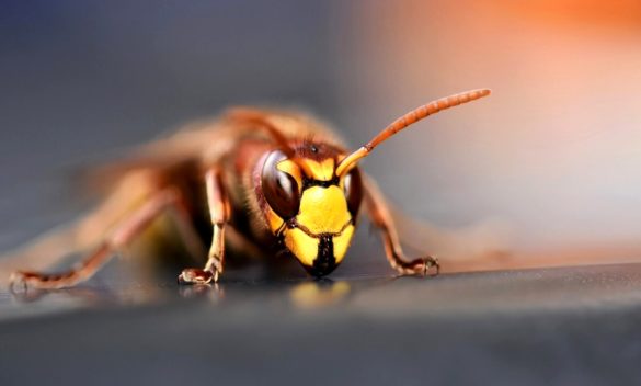 Rischio di tragedia per due cercatori di funghi calabroni tra gli aretini