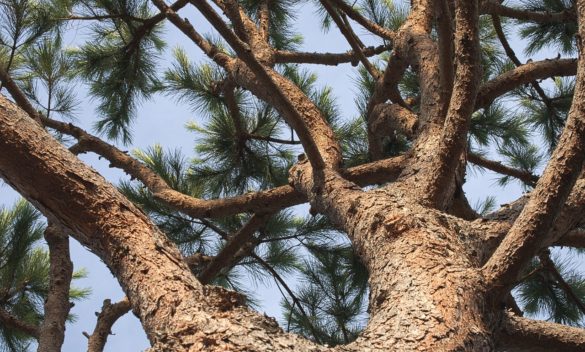 Calenzano richiede ulteriore valutazione per albero in via Larga.