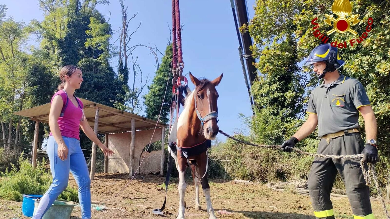 Cavalla malata bloccata, gru necessaria per salvataggio.