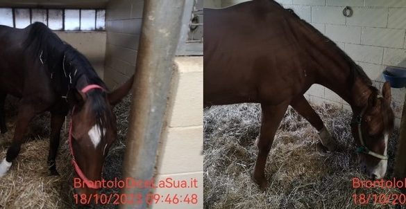 Cavalli infortunati del Palio di Siena si riprendono, filmato e foto mostrano il loro stato di salute – Brontolo fornisce aggiornamenti sulle tradizioni e le gare equestri italiane.