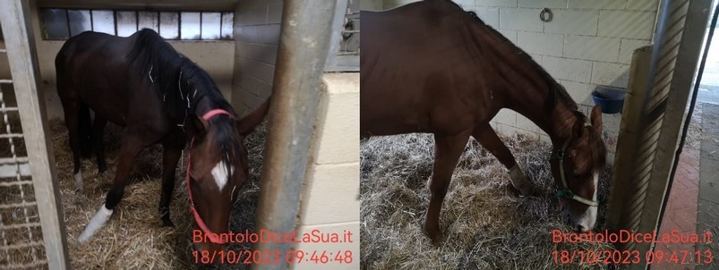 Cavalli infortunati del Palio di Siena si riprendono, filmato e foto mostrano il loro stato di salute – Brontolo fornisce aggiornamenti sulle tradizioni e le gare equestri italiane.