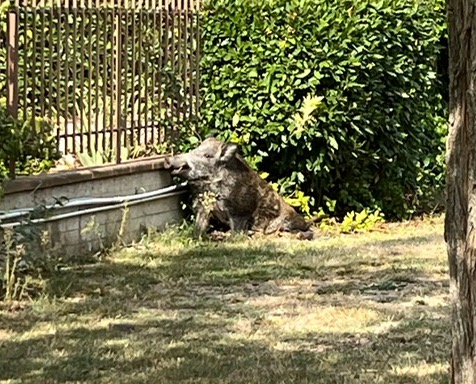 Cinghiale catturato nei giardini di condominio a Settimello.