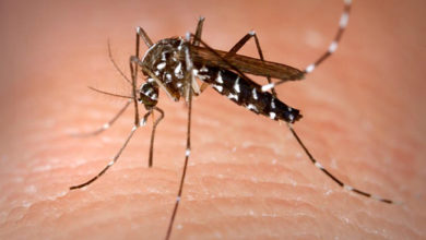 Dengue nell'Aretino, Comune dispone disinfestazione per prevenire diffusione