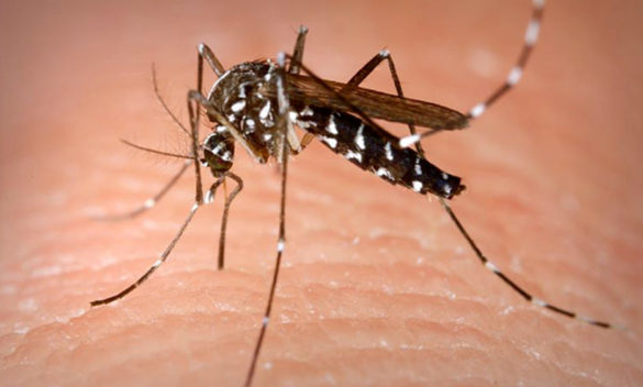 Dengue nel Aretino, Comune attiva disinfestazione