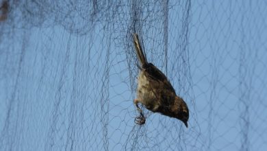 Denuncia per reti illegali nelle catture ornitologiche.