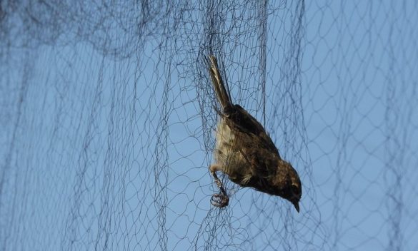 Denuncia per reti illegali nelle catture ornitologiche.