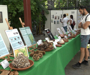 Esposizione micologica sull'affascinante mondo dei funghi all'Orto Botanico.