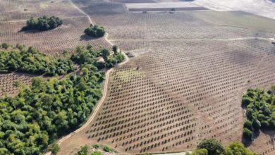 Federazione agronomi e forestali, Vendemmia 2023 difficile (Siena News)