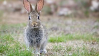 Forestali Firenze sequestrano trappola illegale con coniglio come esca, lotta contro bracconaggio in primo piano.