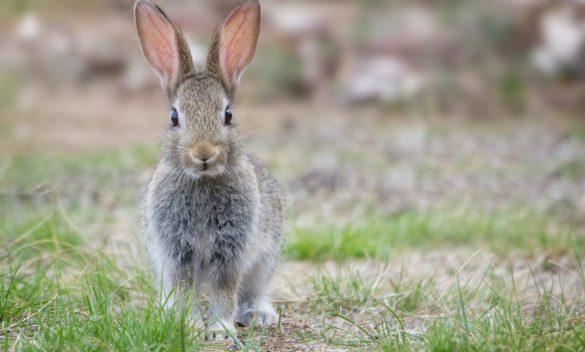 Forestali Firenze sequestrano trappola illegale con coniglio come esca, lotta contro bracconaggio in primo piano.