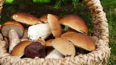 Funghi boschi livornesi, mostra Museo Mediterraneo.