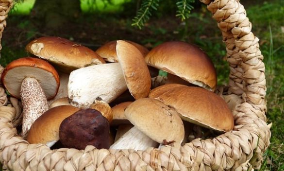 Funghi boschi livornesi, mostra Museo Mediterraneo.