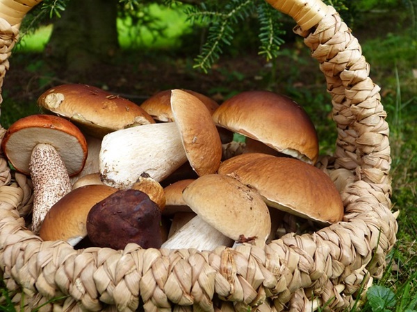 Funghi boschi livornesi, mostra Museo Mediterraneo.