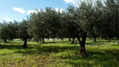 Giornata nazionale, Camminata tra gli Olivi a Calci
