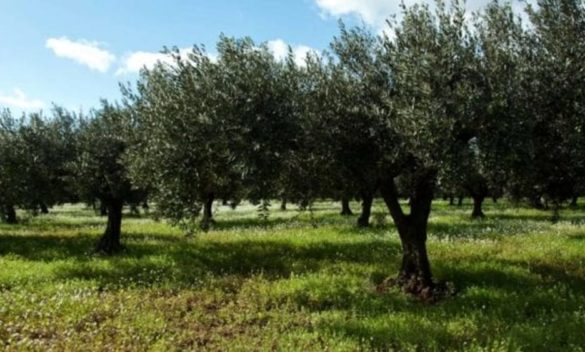 Giornata nazionale, Camminata tra gli Olivi a Calci