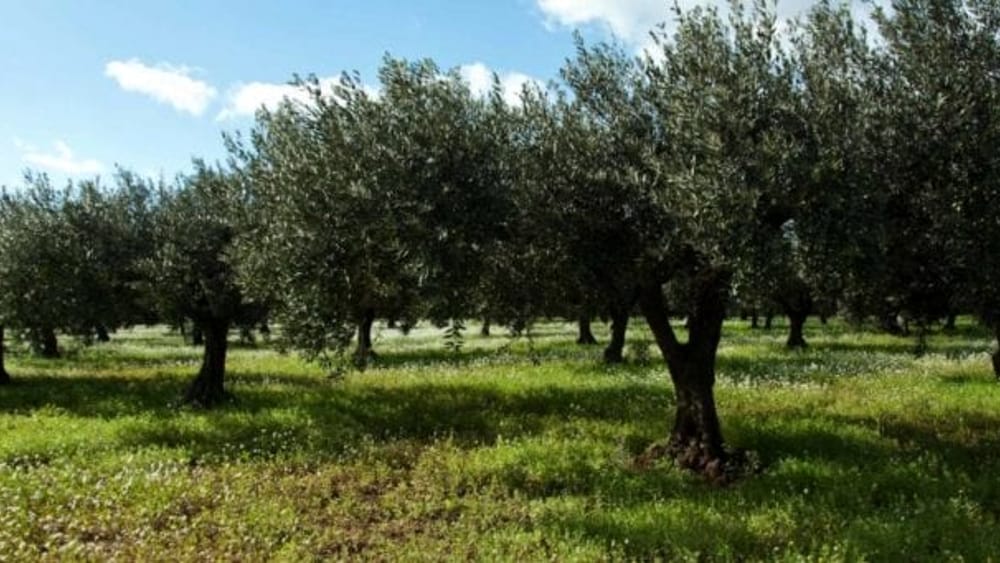 Giornata nazionale, Camminata tra gli Olivi a Calci