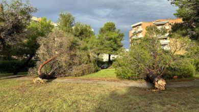 Livorno colpita dal maltempo, alberi caduti e auto danneggiate.
