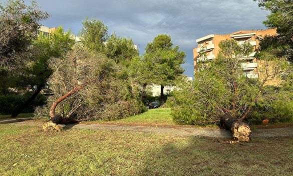 Livorno colpita dal maltempo, alberi caduti e auto danneggiate.