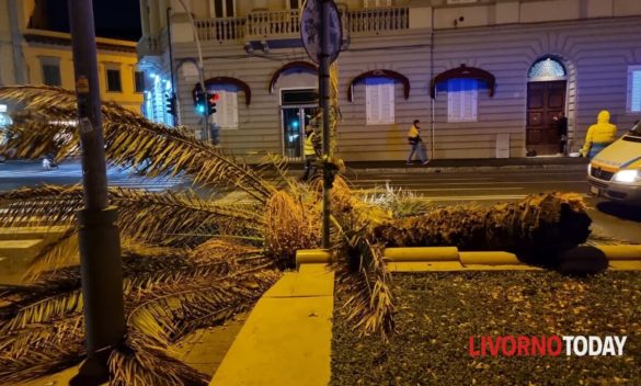 Vento forte e mareggiate causano crollo palma, viale Italia chiuso